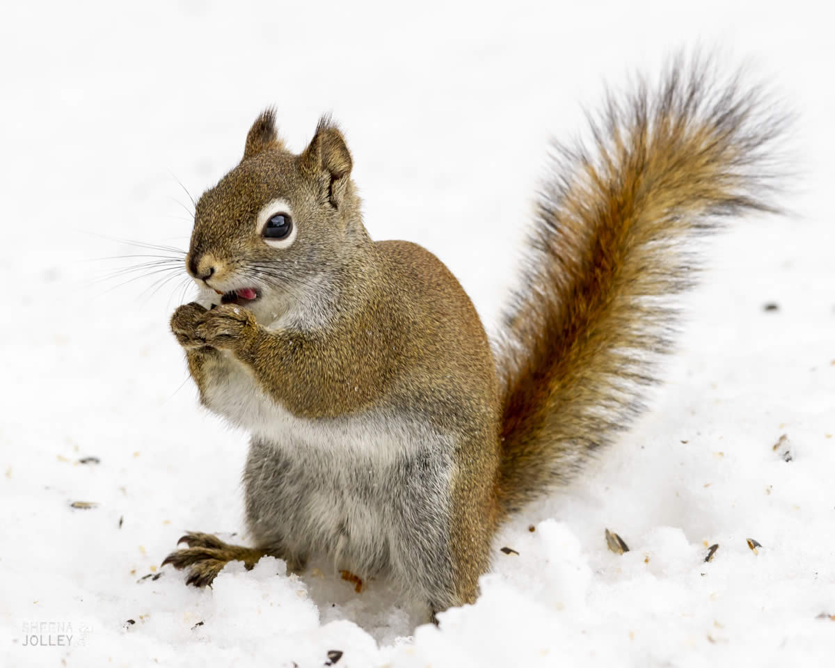 American Red Squirrel.jpg - Yellowstone & Utah